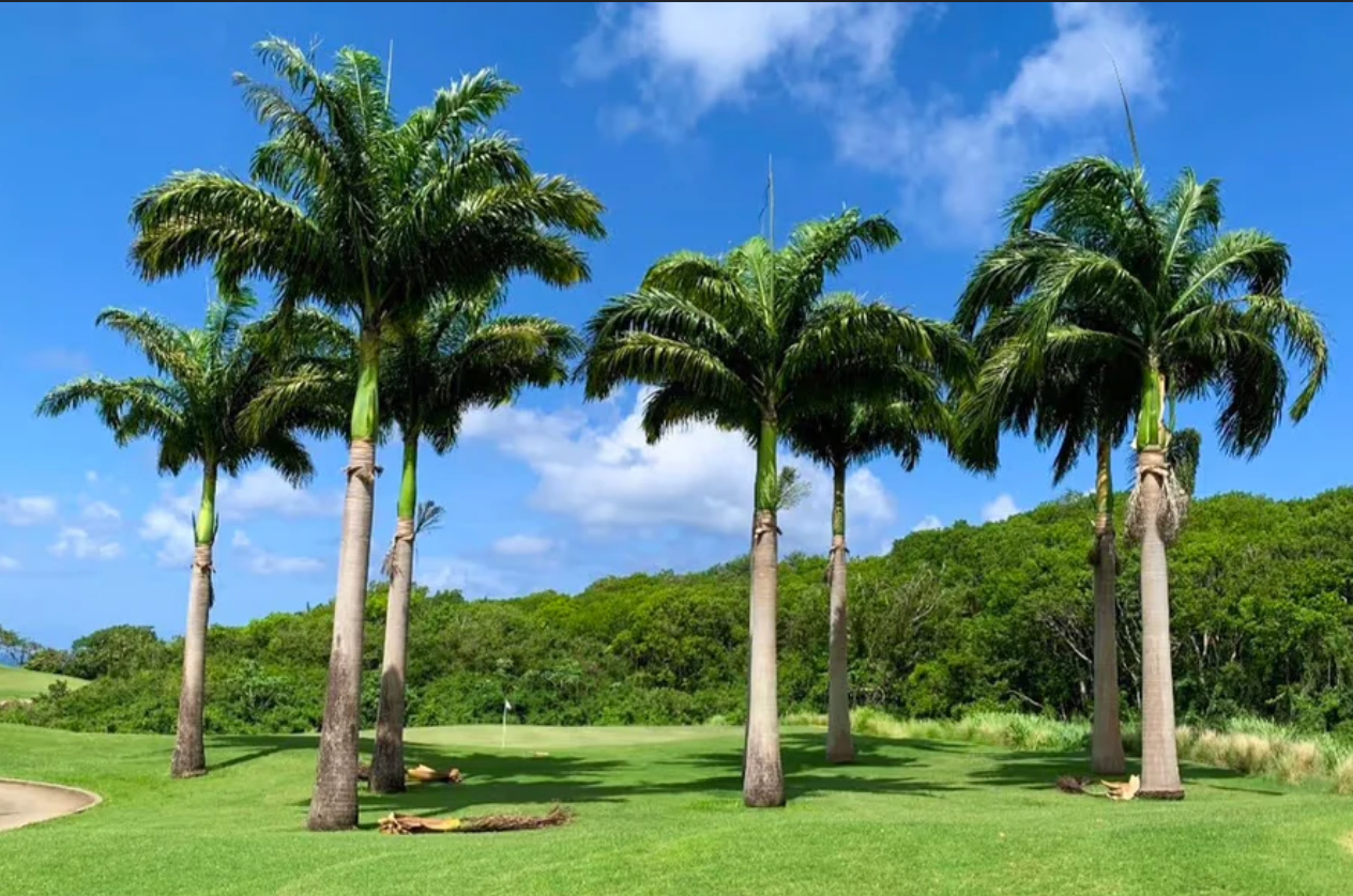 Palm Fertilization with 8-2-12 Granular Fertilizer