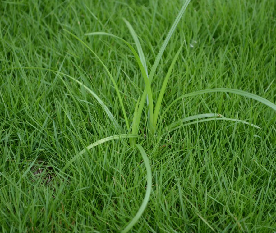 Sedge Treatment - Selective Herbicide (up to 5,000 sq. ft.) * 2 Applications Included*
