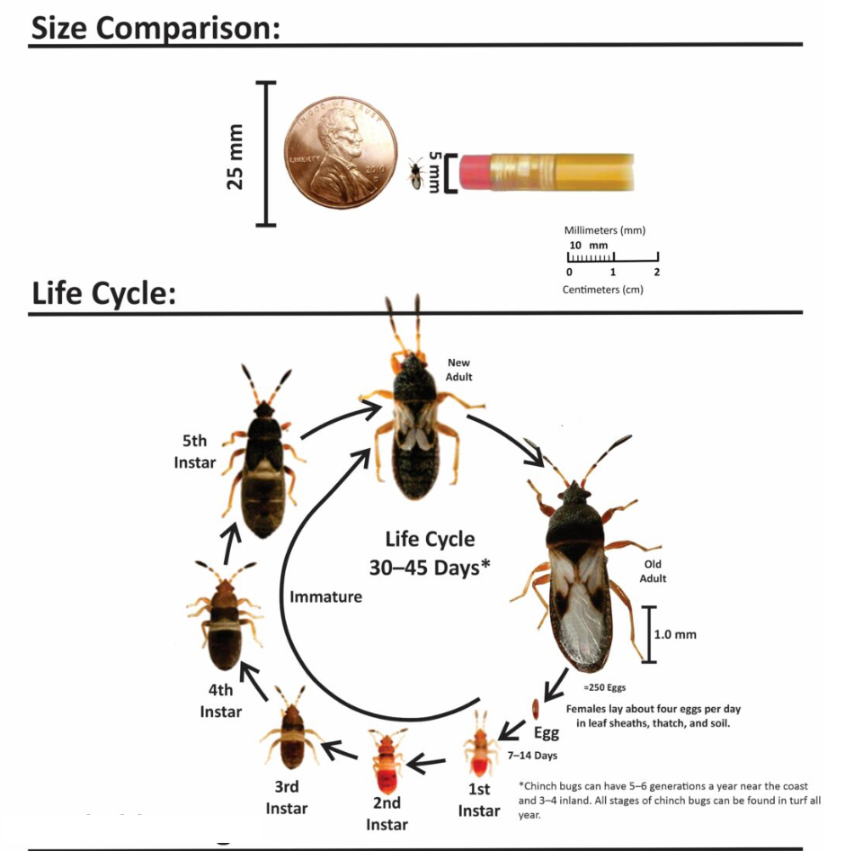 Chinch Bug Treatment