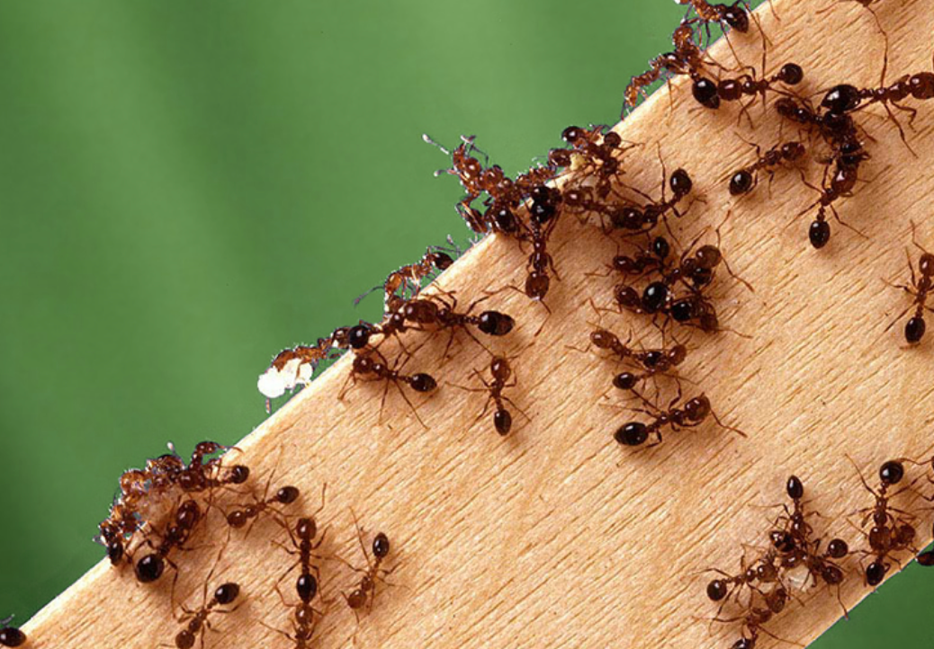 Fire Ant Control *1 Application Gives Up To 1 Year Of Control* up to 10,000 sq. ft.