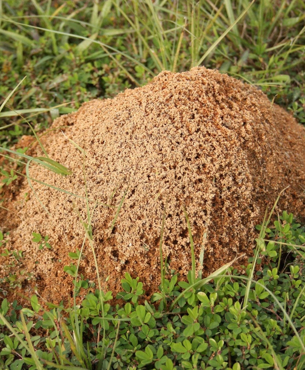 Fire Ant Control *1 Application Gives Up To 1 Year Of Control* up to 10,000 sq. ft.