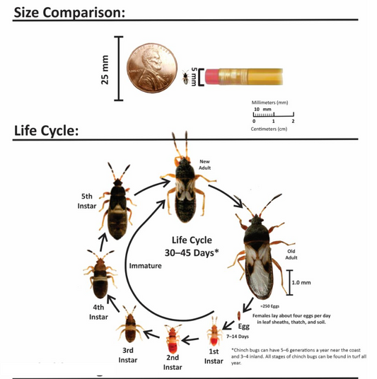 Chinch Bug Treatment